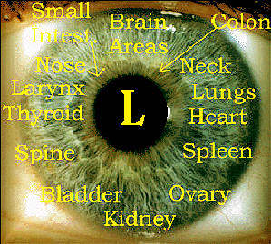 iiridology-left-ris-map.gif